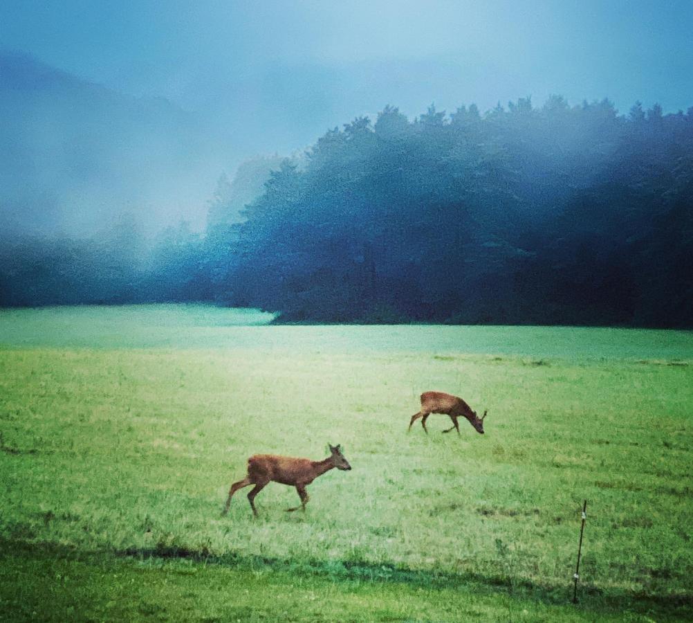 Domaine De Cazal - Chambres D'Hotes Avec Piscine Au Coeur De 26 Hectares De Nature Preservee 圣西普里安 外观 照片