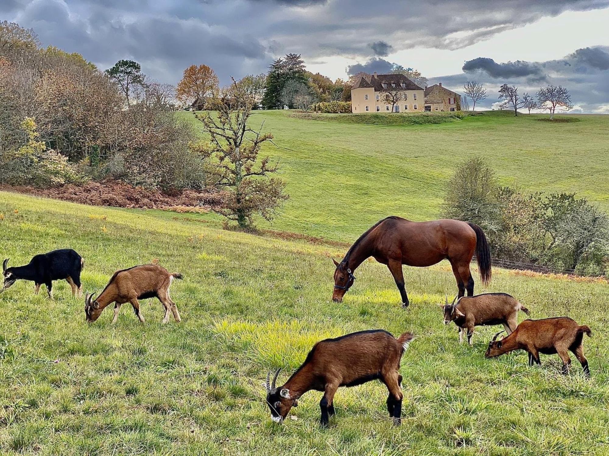 Domaine De Cazal - Chambres D'Hotes Avec Piscine Au Coeur De 26 Hectares De Nature Preservee 圣西普里安 外观 照片